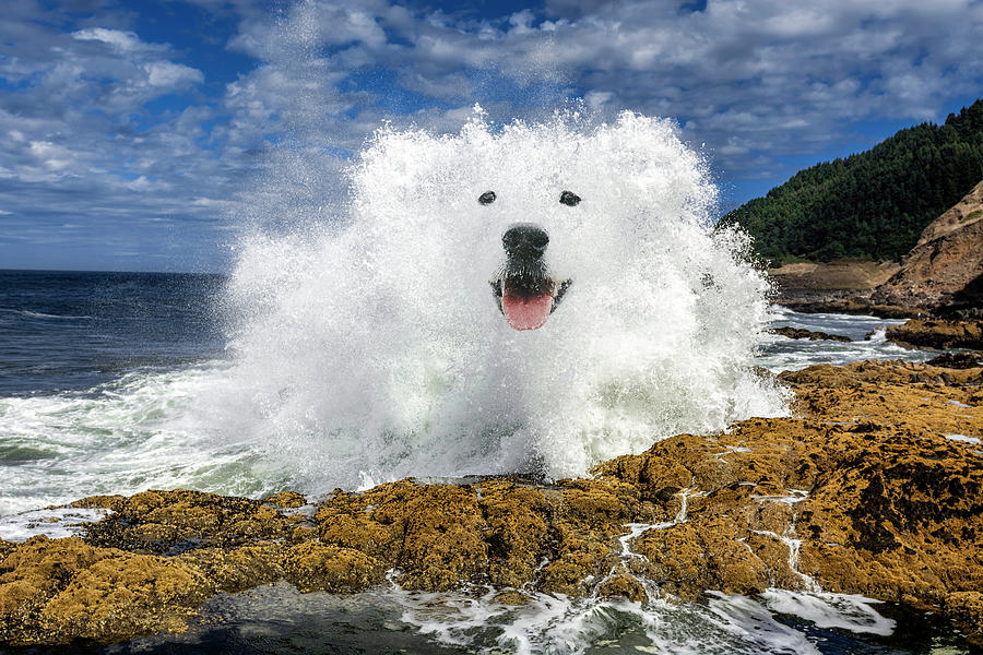 Waterdog Digital Art by Pelo Blanco Photo