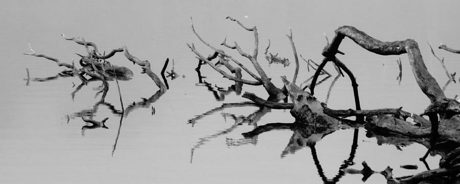 Waterdragons Photograph by Iina Van Lawick