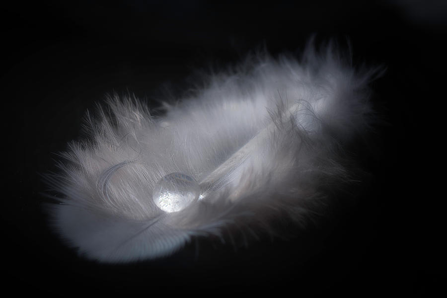 Waterdrop on a little feather Photograph by Wolfgang Stocker