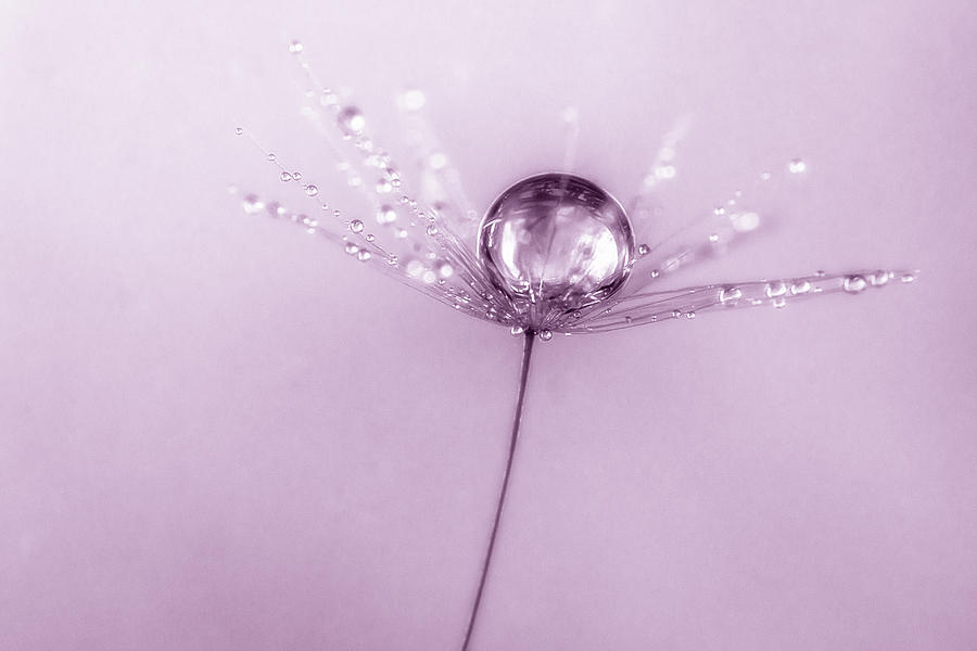 Waterdrop on Parachute pink Photograph by Wolfgang Stocker