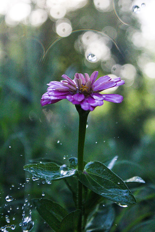 Waterdrops and a Pink Common Zinnia Photograph by Windy Craig