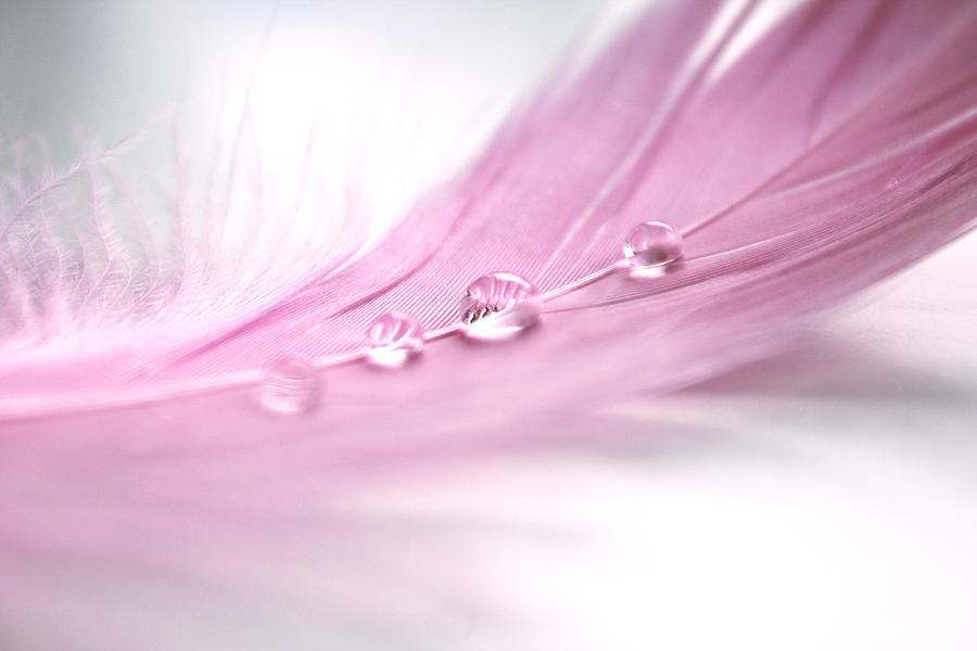 Waterdrops on Feather Photograph by Gregoria Gregoriou Crowe fine art and creative photography.