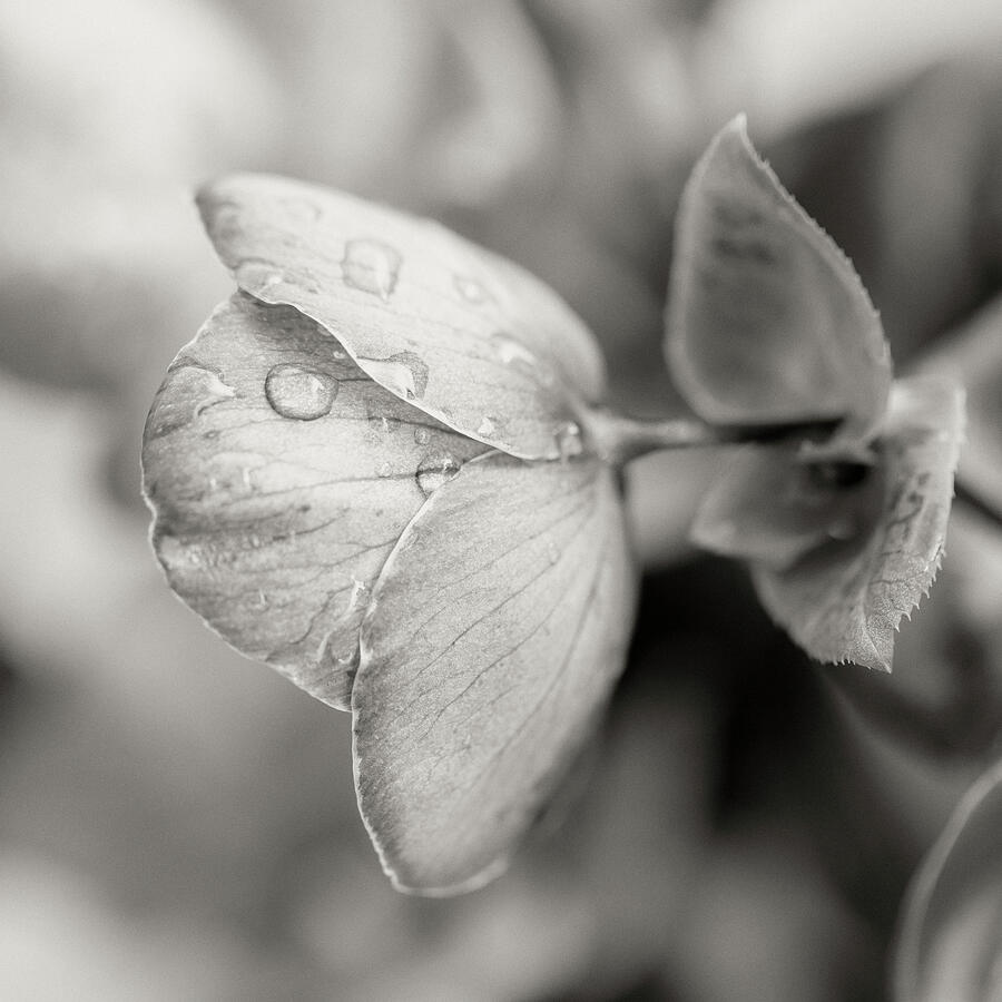 Waterdrops On Helleborus Monochrome Photograph by Tanya C Smith