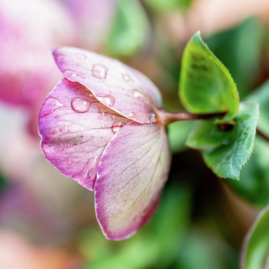 Waterdrops On Helleborus Photograph by Tanya C Smith