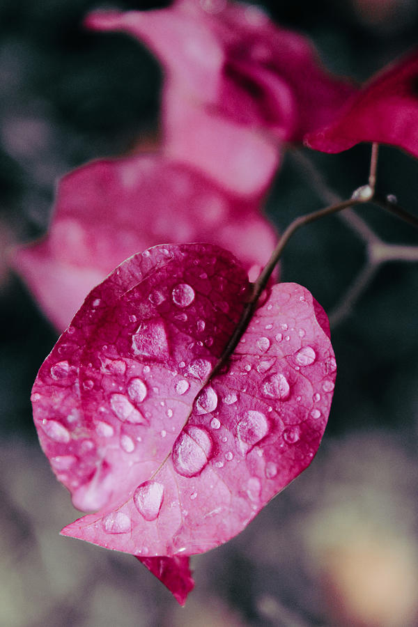 Waterdrops on Pink  Photograph by W Craig Photography