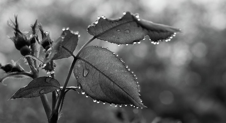 Waterdrops on Rose Leaves in Black and White Photograph by Liz Albro