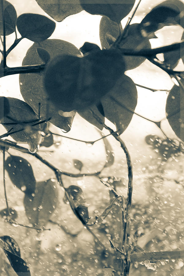 Watered Bougainvillea, Split Tone  Photograph by W Craig Photography