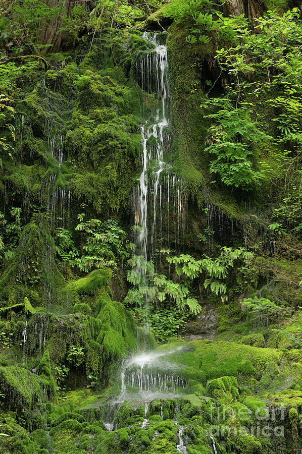 Waterfall near East Fork Quinault River, Olympic National Park Photograph by Nancy Gleason