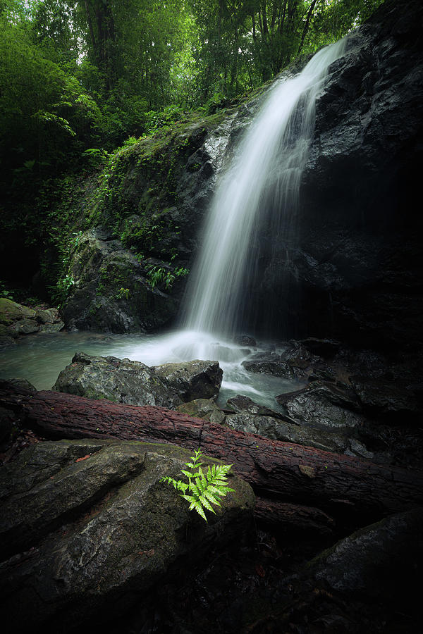 Jungle Photograph - Waterfall and fern by Juhani Viitanen