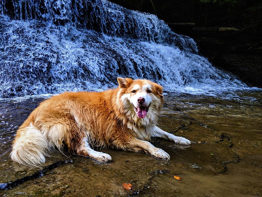 Waterfall Doggy Photograph by Brad Nellis