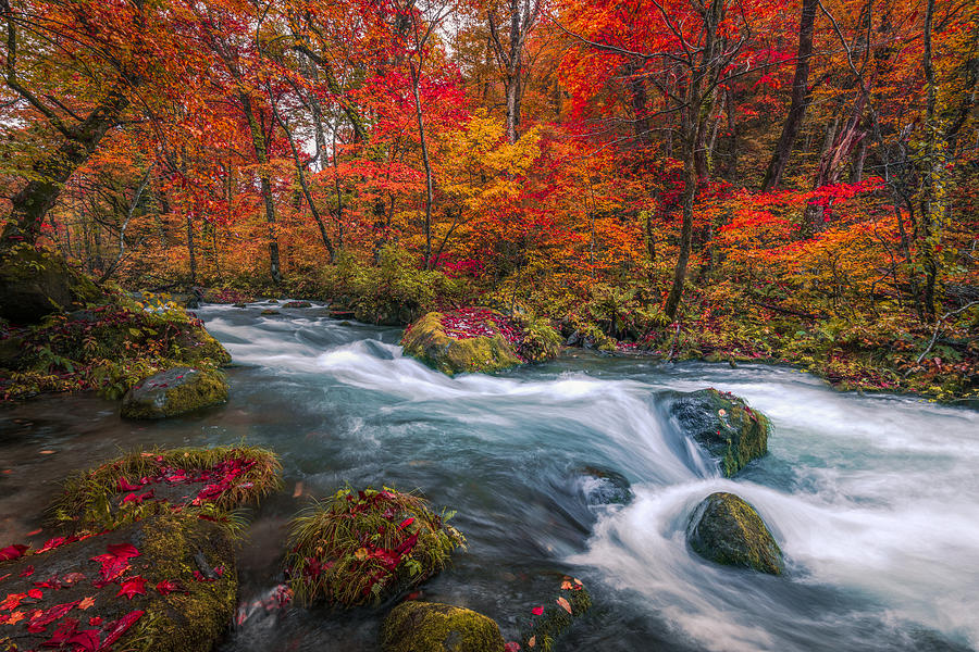 Waterfall in autumn forest, Oirase Stream, Aomori, Japan Photograph by Theerawat Kaiphanlert