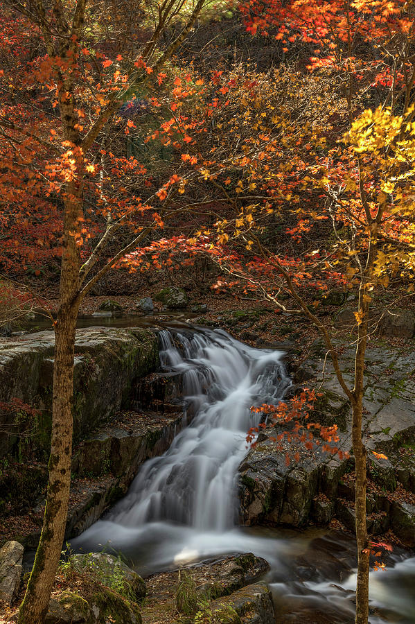 Nature Photograph - Waterfall in autumn by Son Nguyen