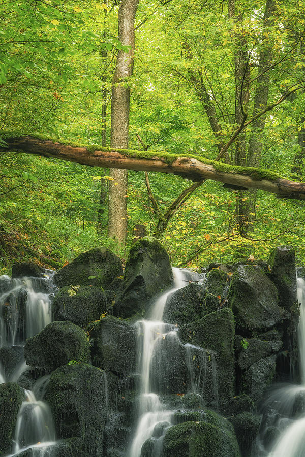Cascade Photograph - Waterfall in Green Woodland by Tobias Luxberg