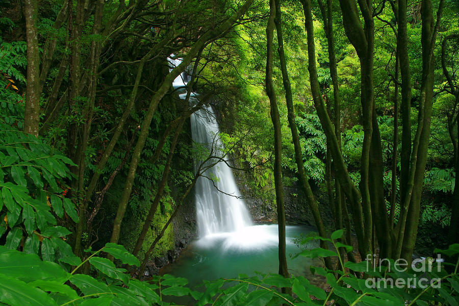 Tree Photograph - Waterfall in the Azores by Gaspar Avila