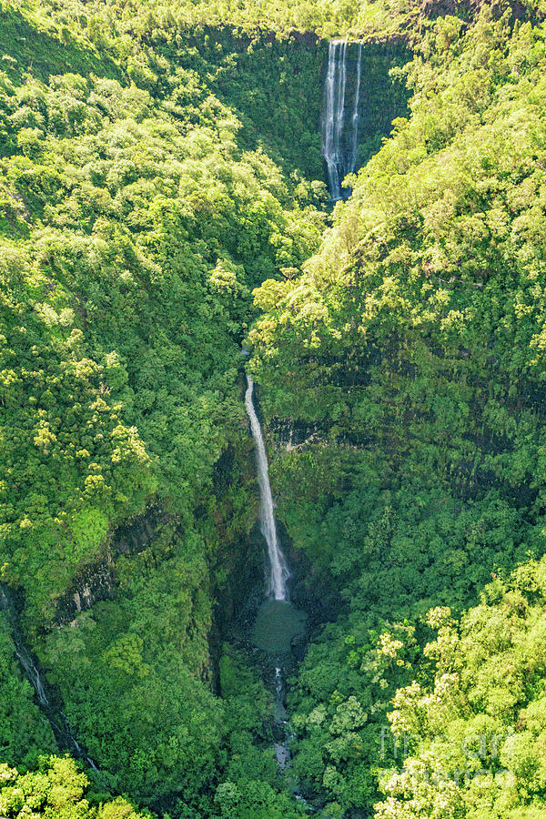 Tree Photograph - Waterfall in the Jungle of Kauai, Hawaii by Nancy Gleason