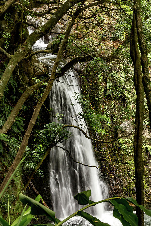 Waterfall in the Woods Photograph by Denise Kopko