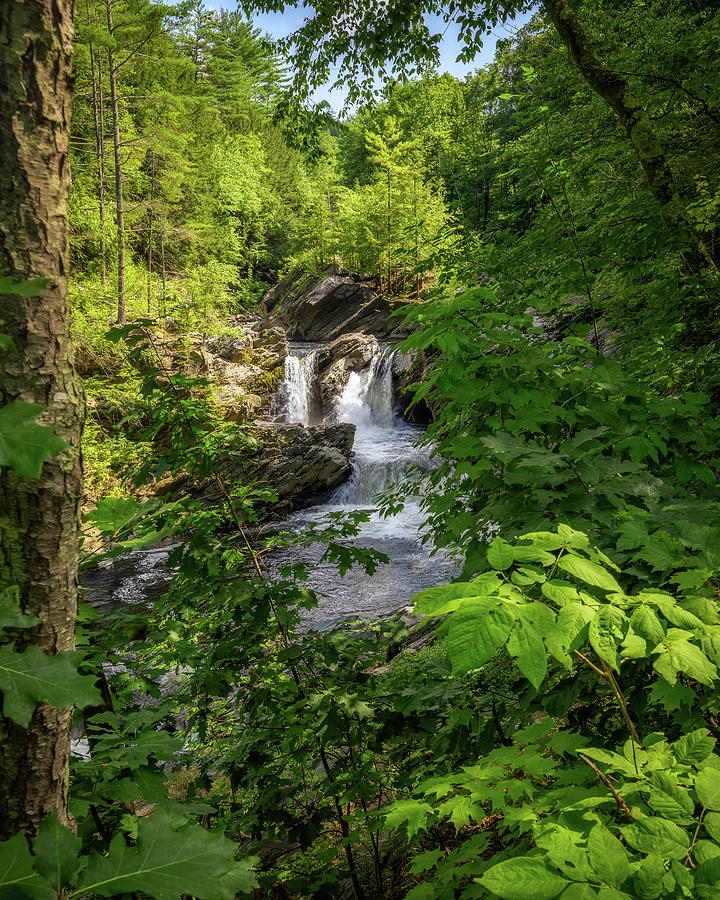 Waterfall in the Woods Photograph by Mike Whalen