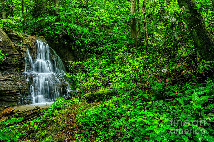 Waterfall in the Woods Photograph by Thomas R Fletcher