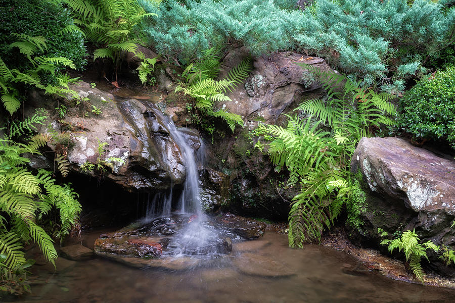 Waterfall with Ferns Photograph by James Barber