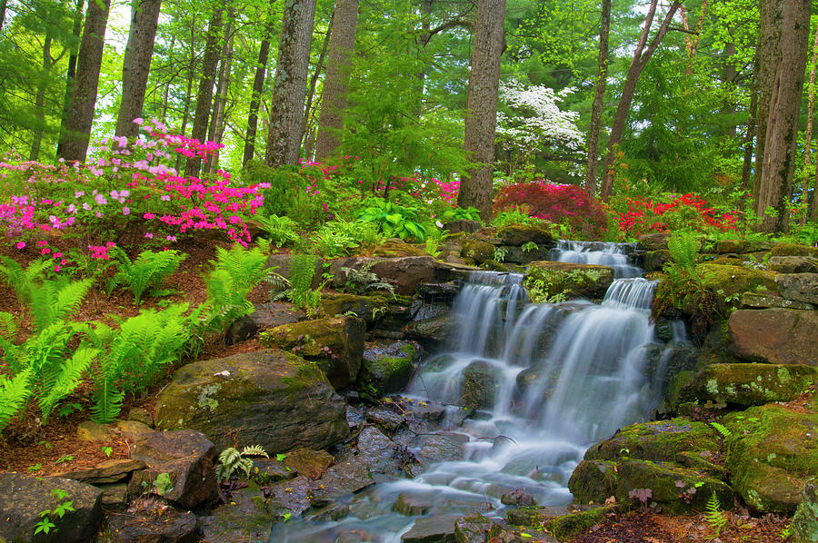 Waterfall With Spring Flowers In A Woodland Scene Azalea Walk Re Photograph By William Reagan 6987