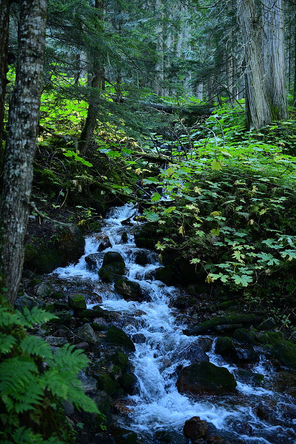 Waterfalls at the Ancient Forest Park Photograph by Sergei Dratchev ...