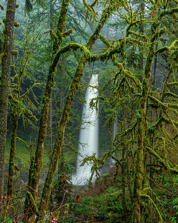 Waterfalls in the Oregon forest Photograph by Ulrich Burkhalter