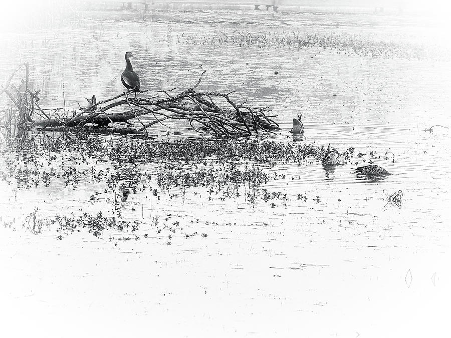 Waterfowl at Estero Llano Grande Photograph by James C Richardson