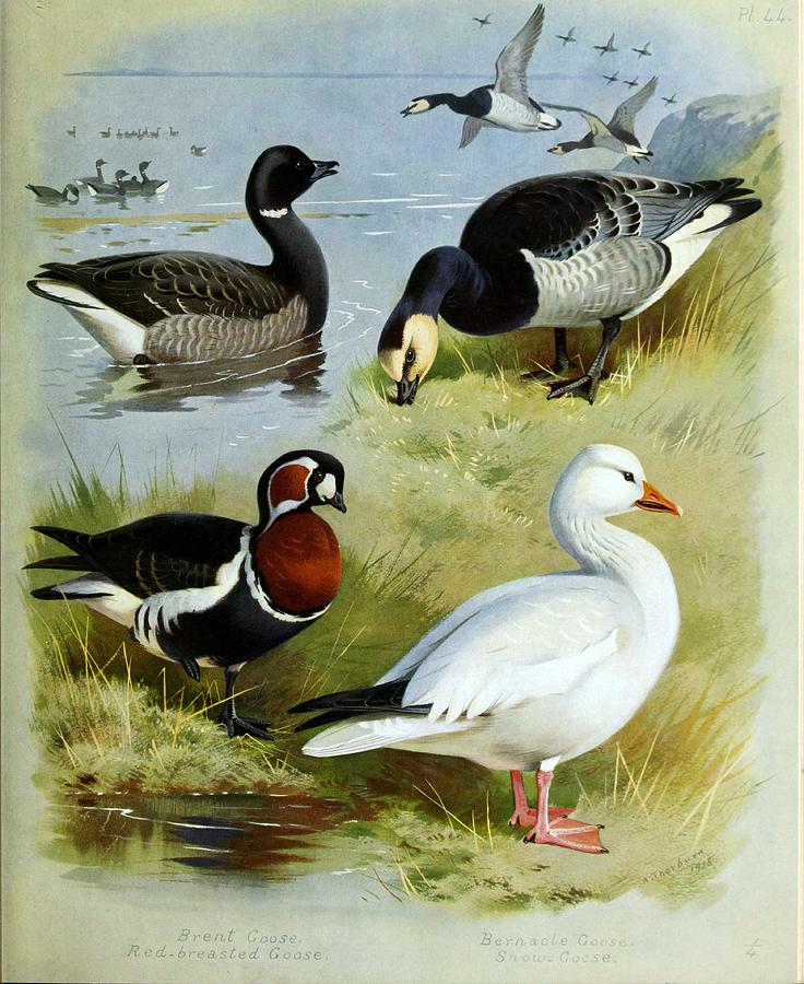 Waterfowl By Archibald Thorburn Mixed Media by World Art Collective