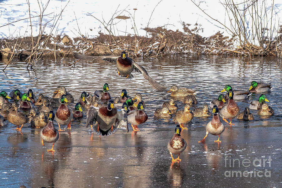 Waterfowl in Winter Photograph by Lorraine Cosgrove