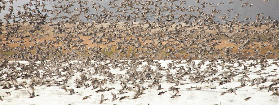 Waterfowl Migration Photograph by Jeannette Hunt