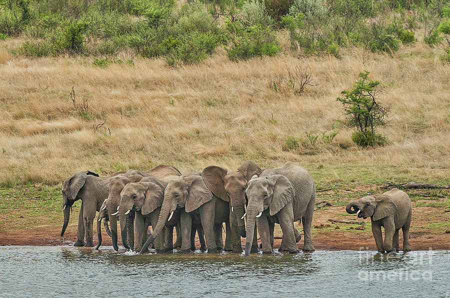 Watering Hole Photograph by Brian Kamprath
