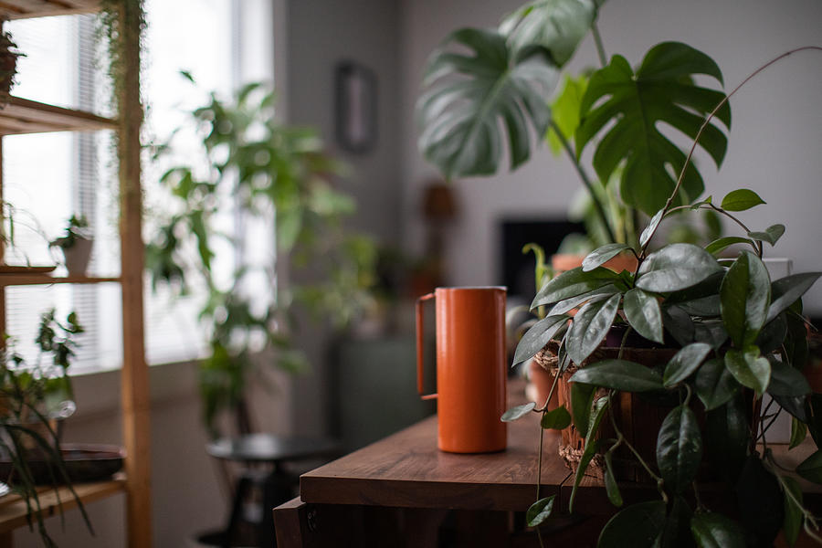 Watering Houseplant, Indoors Gardening Concept Photograph by MmeEmil