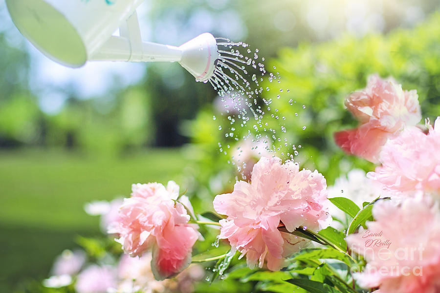 Watering Pink Peonies Photograph by Sandi OReilly