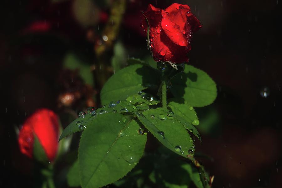 Watering Red Roses Photograph by Siyano Prach Fine Art America