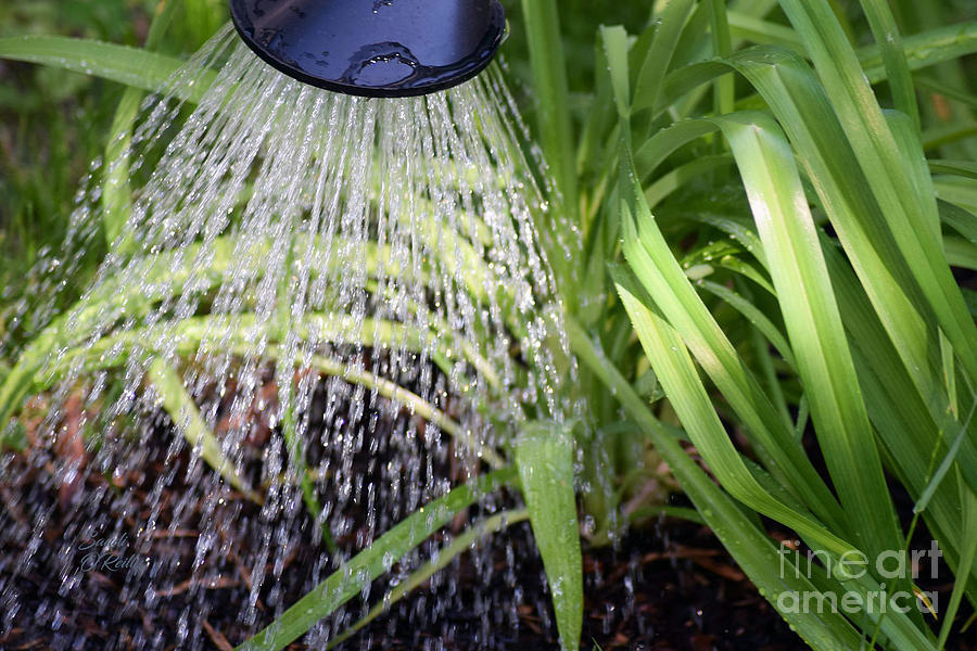 Watering The Spider Plants Photograph by Sandi OReilly