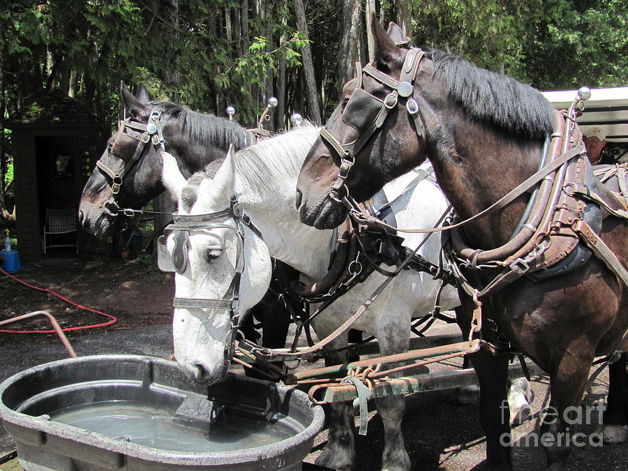 Horse Photograph - Watering Three Drafts C by Ida K
