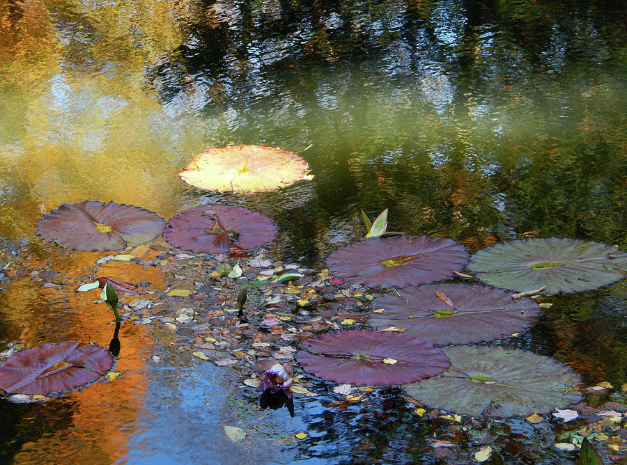 Waterlilies and Fall Reflections Photograph by Sharon Williams Eng