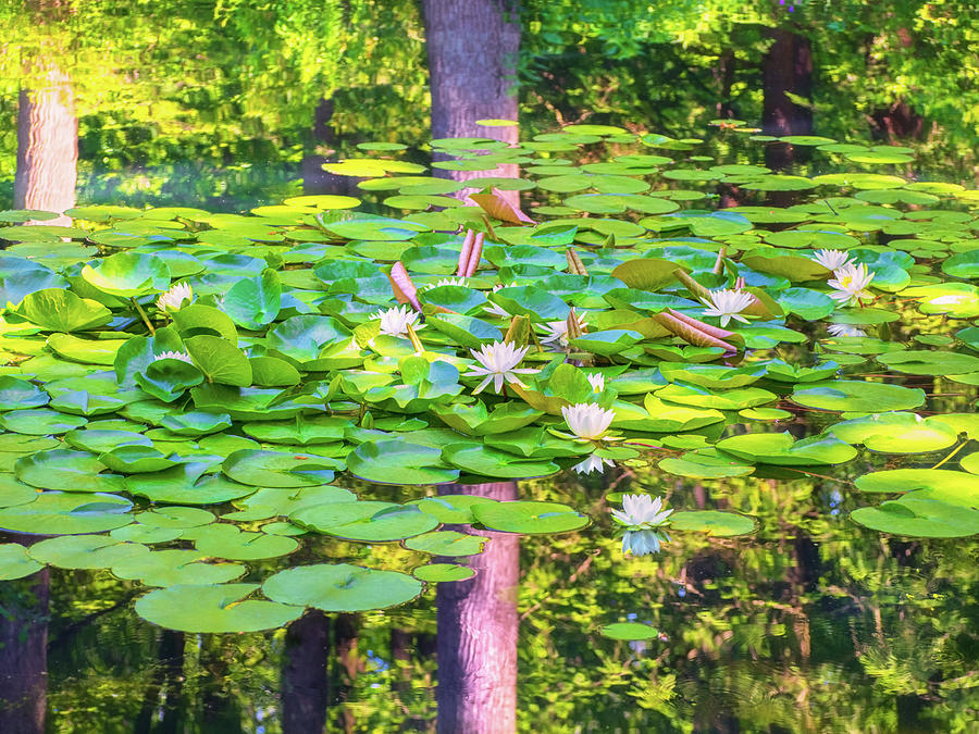 Waterlilies and Tree Reflections Photograph by Marianne Campolongo