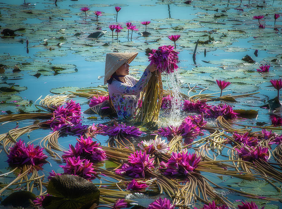 Waterlilies Harvest Photograph by Trung Pham | Fine Art America