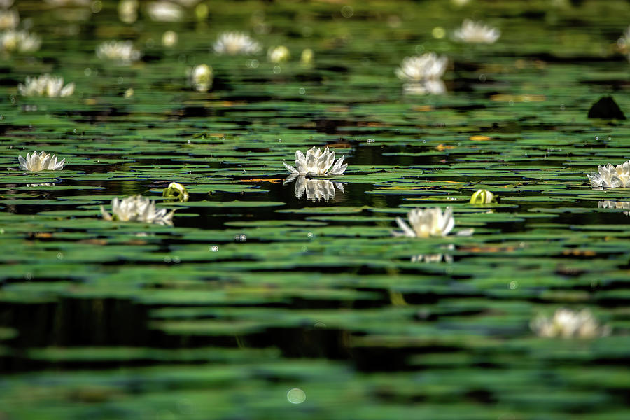 Waterlilies  Photograph by Martina Abreu