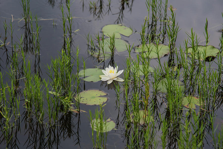 Waterlilies of Witch Hole Pond 4 Photograph by Lynn Thomas Amber