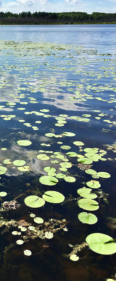 Waterlilies on the Lake Photograph by Mary Wolf