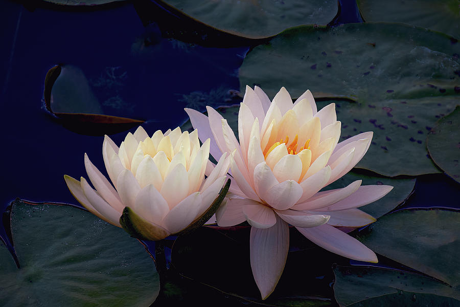 Waterlilies Two Together Photograph by Julie Palencia