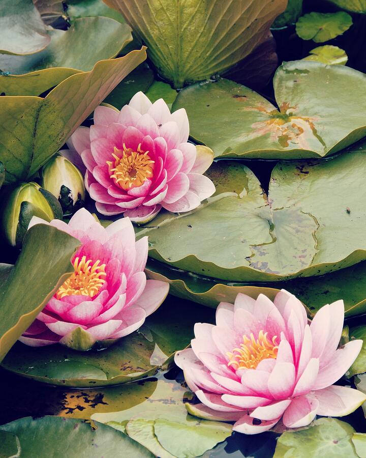 Waterlilies Photograph by Van Thi Diep Waterlilies Photograph by Van Thi Diep