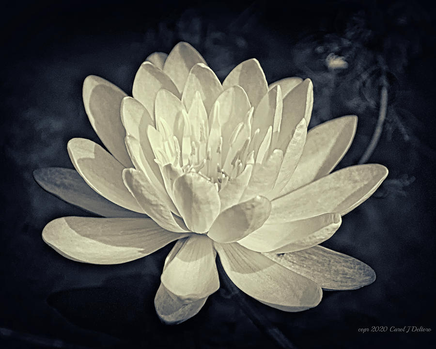 Waterlily Photograph