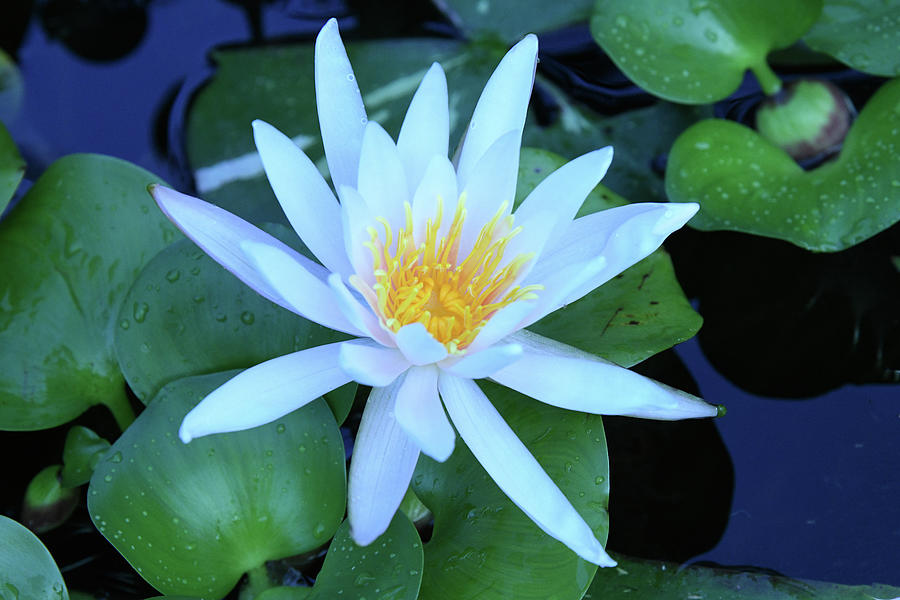 Waterlily Delight Photograph