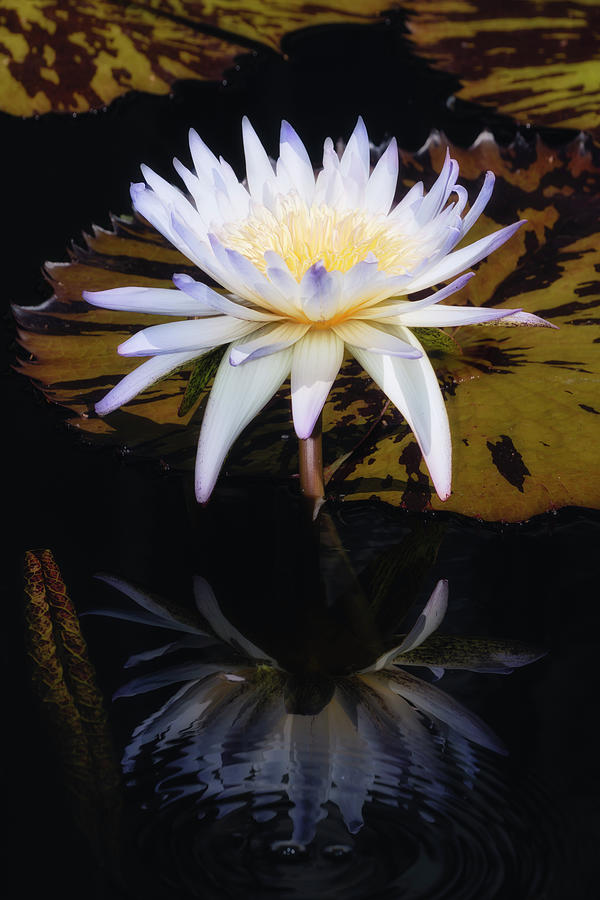 Waterlily Glowing Heart Photograph by Susan Candelario