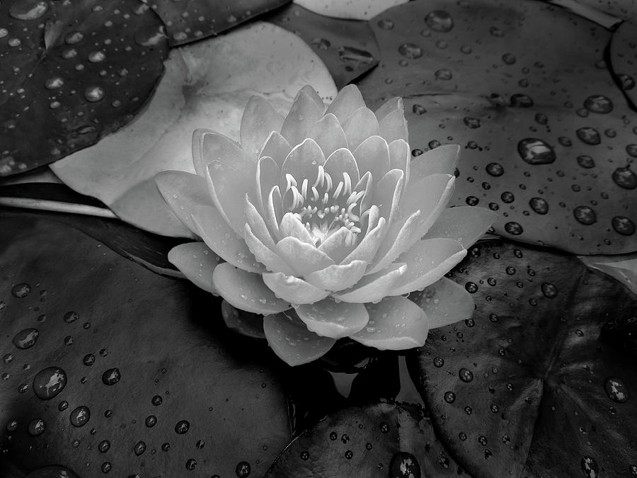 Waterlily in Black and White Photograph by Nancy Griswold