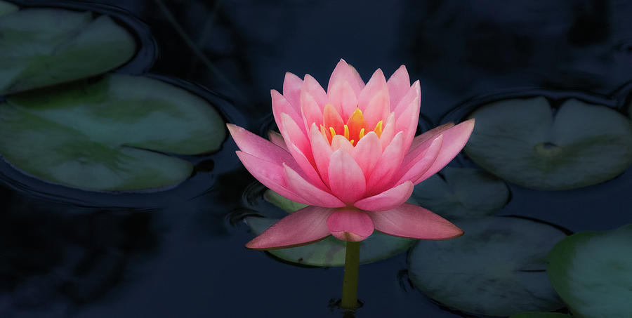 Waterlily in Pink Photograph by Julie Palencia