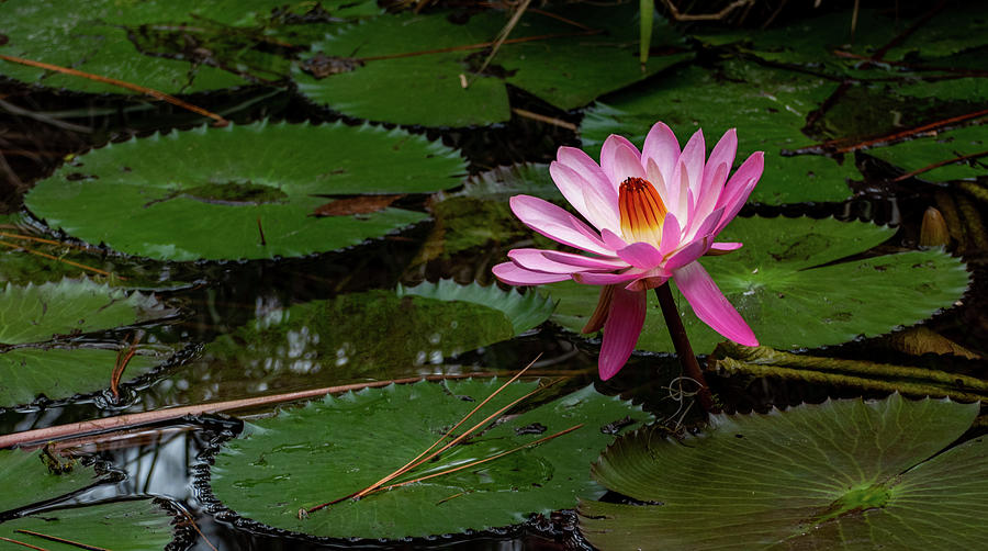 Waterlily in Pink Photograph by Margaret Zabor